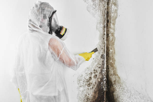 Best Residential Mold Remediation in Luck, WI