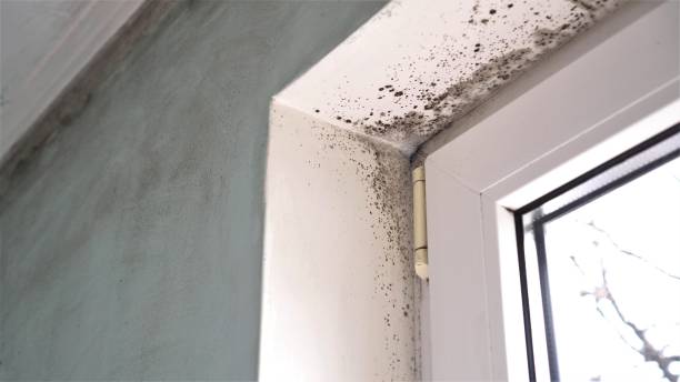 Best White Mold Remediation in Luck, WI