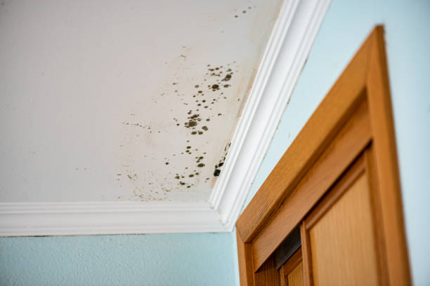 Best Attic Mold Remediation in Luck, WI