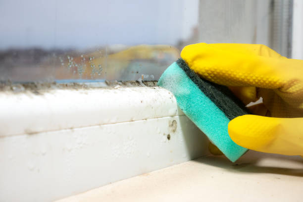 Best Bathroom Mold Remediation in Luck, WI