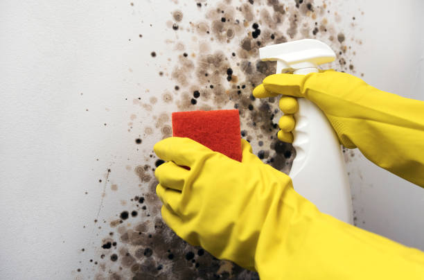 Best Kitchen Mold Remediation in Luck, WI