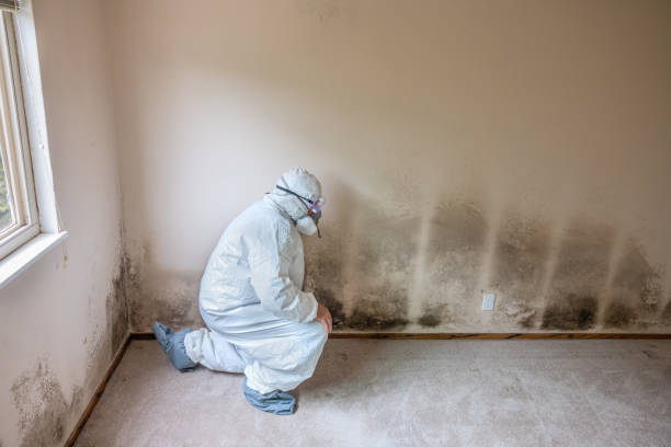 Best Post-Flood Mold Remediation in Luck, WI