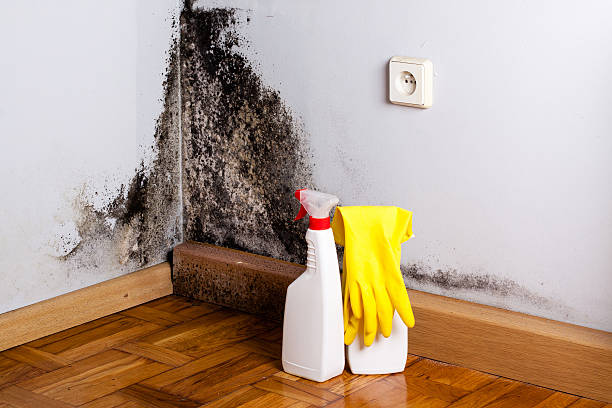 Best Industrial Mold Remediation in Luck, WI