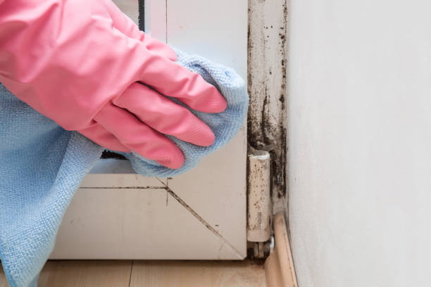 Best HVAC Mold Remediation in Luck, WI